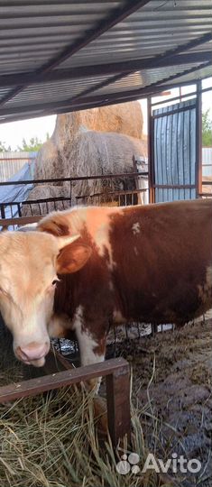 3 бычка и тёлка