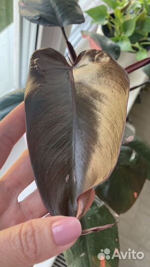 Филодендрон розовая принцесса