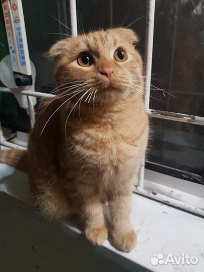 Котенок девочка бесплатно