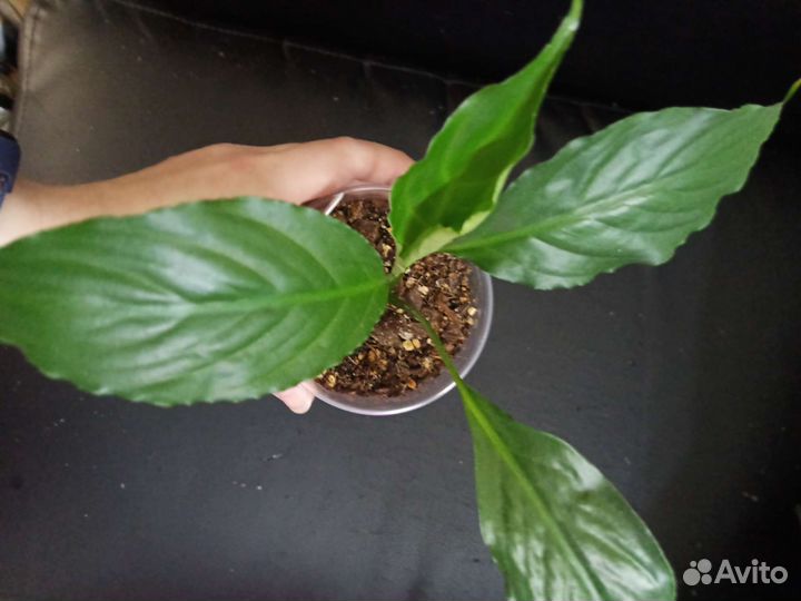 Спатифиллум