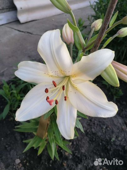 Лилии и лилейники