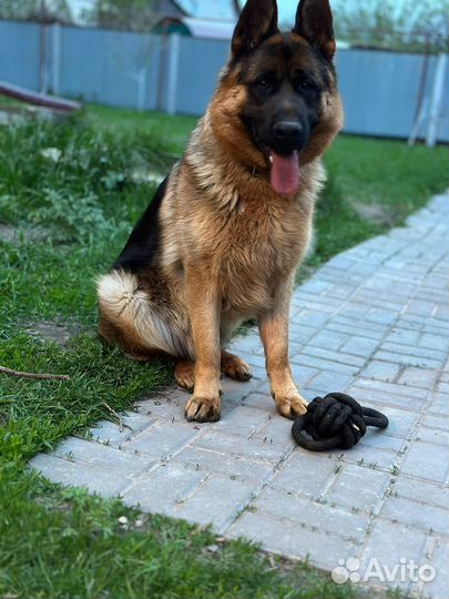 Немецкая овчарка, вязка