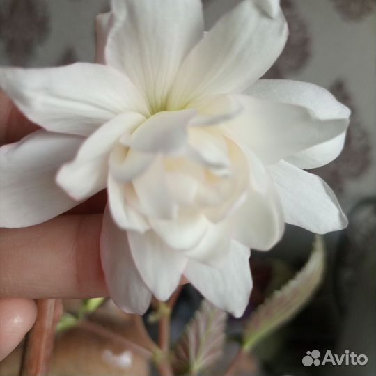 Бегония ампельная белая