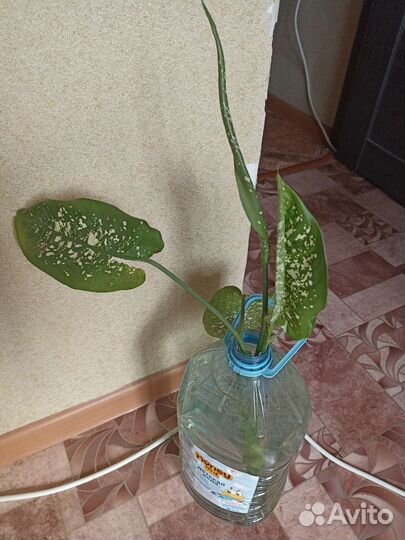 Комнатные растения