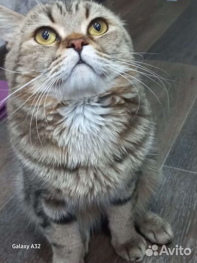 Шотландский кот на вязку