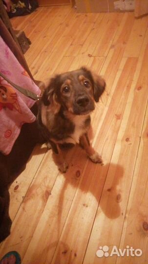 Щенок в добрые руки