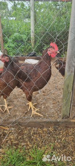 Петухи род-айленд