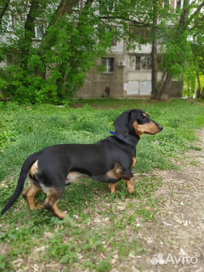 Щенки Таксы