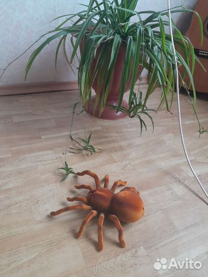 Паук на радиоуправлении