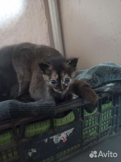 Кошки в добрые руки бесплатно