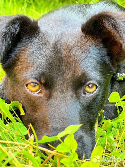 Щенок в добрый руки