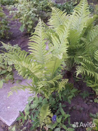 Папоротник