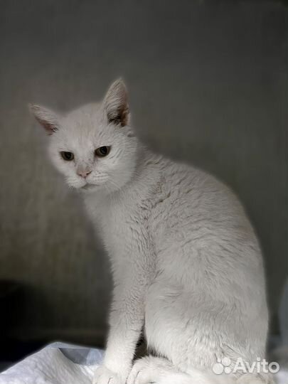 Кошка Сима - гарант спокойствия