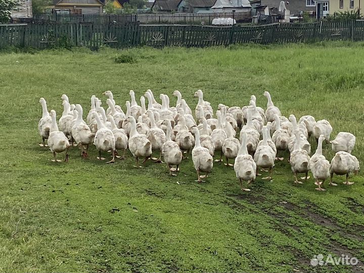 Гуси белые