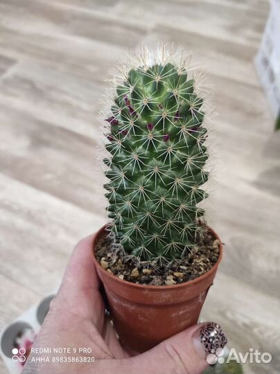 Кактусы редкие необычные комнатные цветы