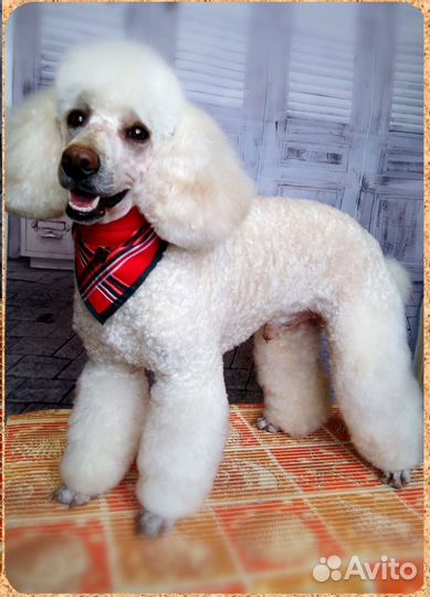 Стрижка собак