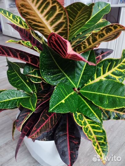 Кротон Кодиеум Петра