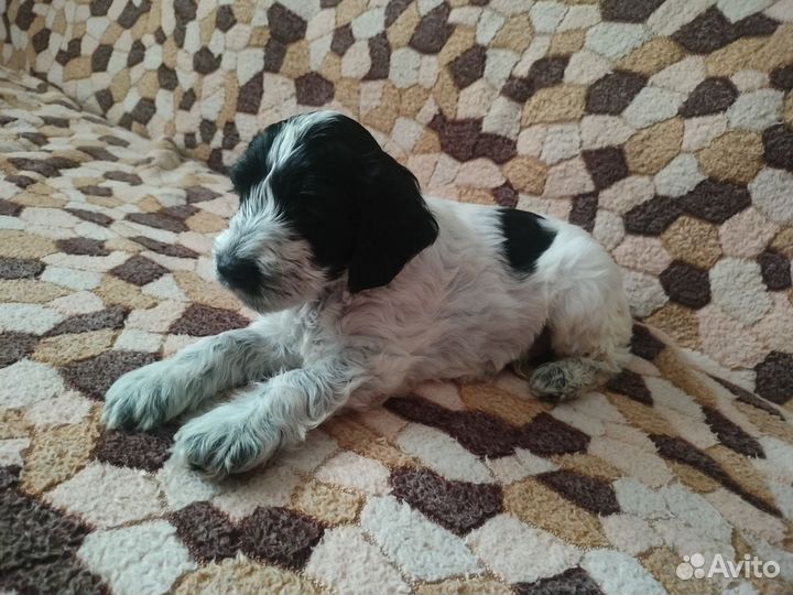 Русский спаниель