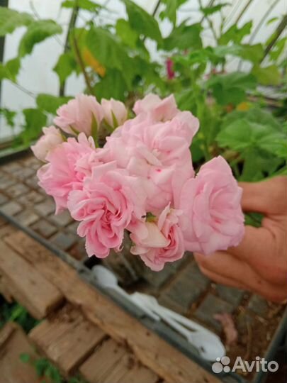 Розебудные пеларгонииПеларгония герань