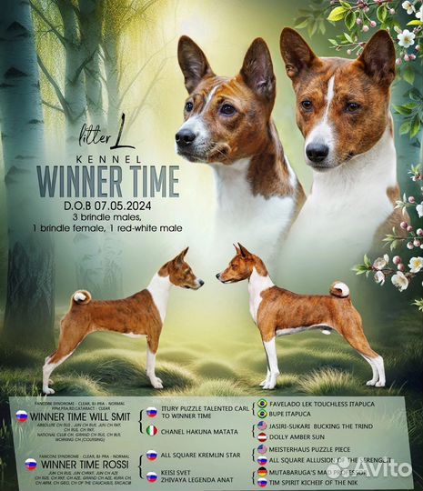 Щенки басенджи