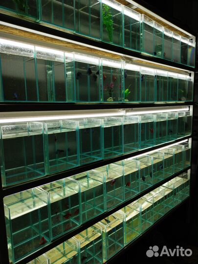 Аквариум Aquael Fish Shrimp Set Duo 49 литров