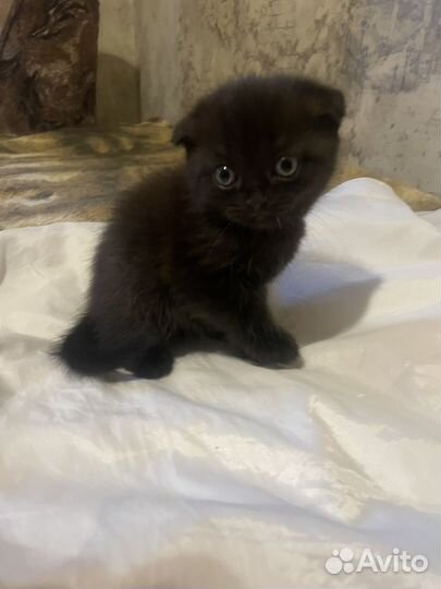 Шотландская вислоухая
