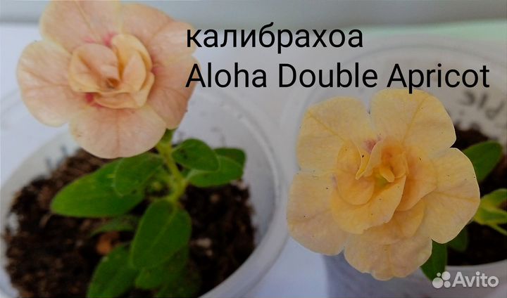 Рассада цветов