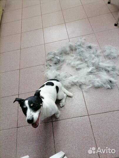 Стрижка собак и кошек. Комплексные процедуры