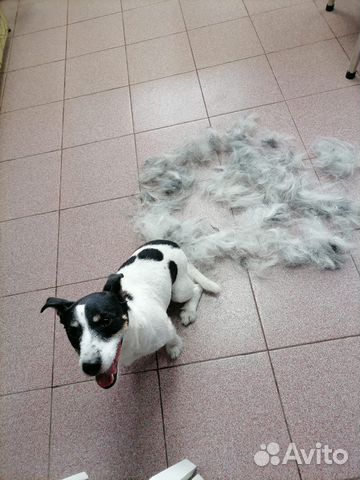 Стрижка собак и кошек. Комплексные процедуры