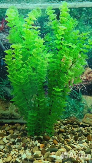 Аквариум с тумбой 250л