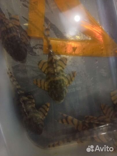 Номерные сомы l