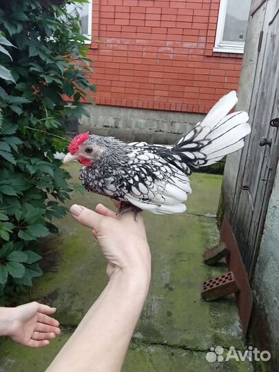 Декоративные куры породы Сибрайт