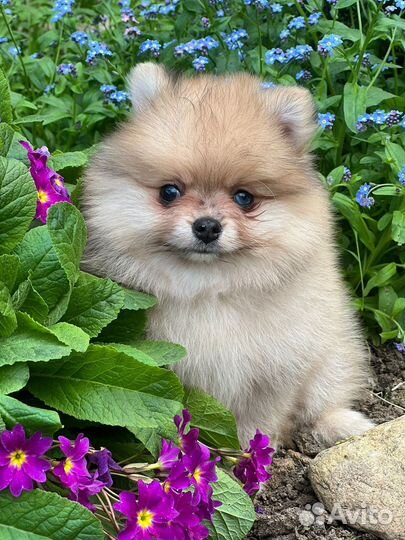 Померанский шпиц медвежьего типа мальчик мини
