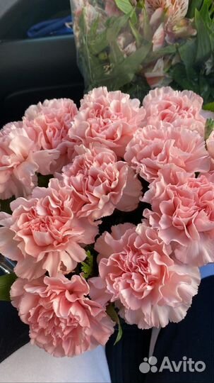 Гвоздика оптом