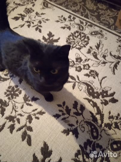 Котик Тёма в добрые руки