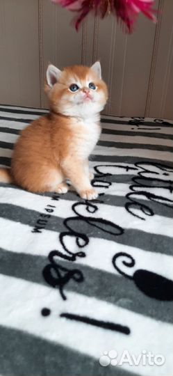 Британские котята