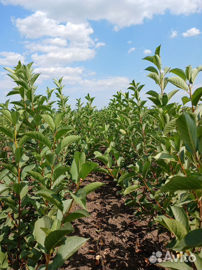 Саженцы вишни,черешни опт от 100штук