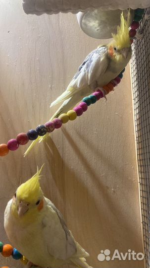 Продам 2-х птиц с клеткой