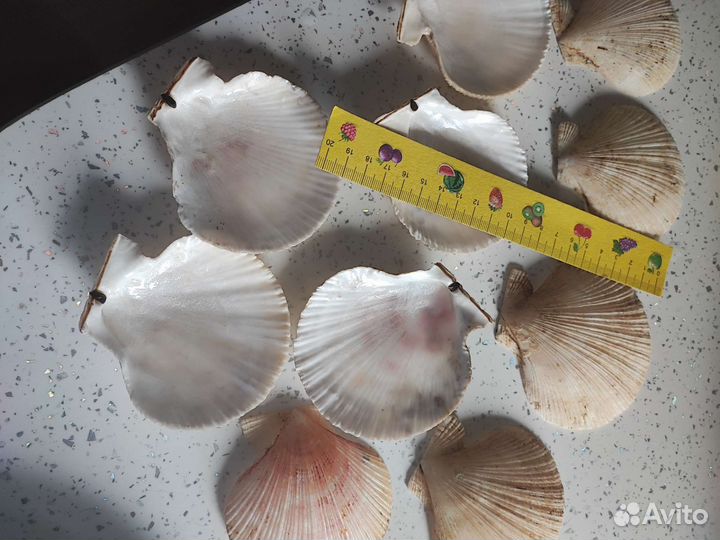 Ракушка гребешка