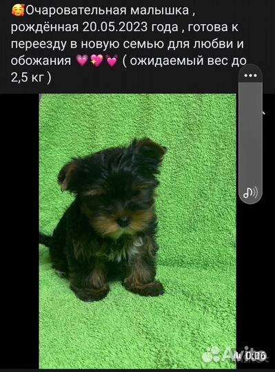 Щенок ищет дом