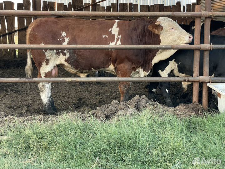 Абердин ангус бычки