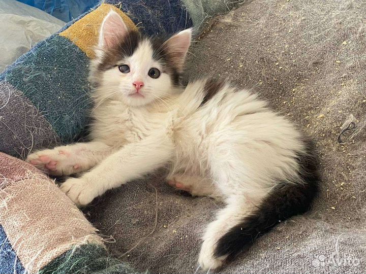 Очень ласковый котенок