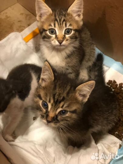 Отдам котенка