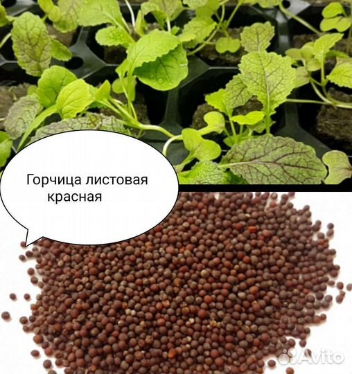 Горчица листовая красная семена