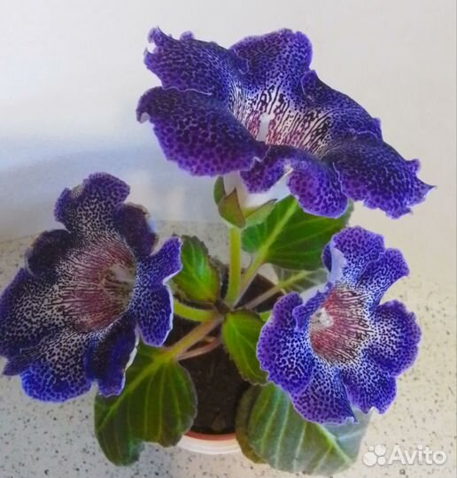 Синингия жёлтая ароматная,глоксинии