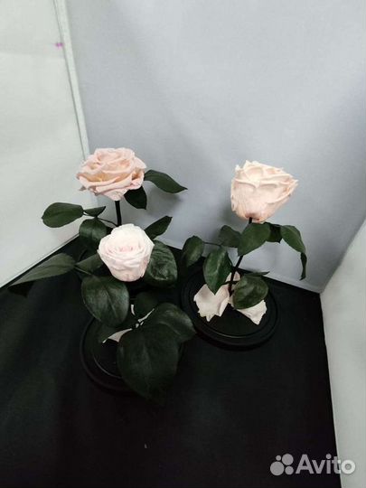 Роза в колбе оптом и в розницу