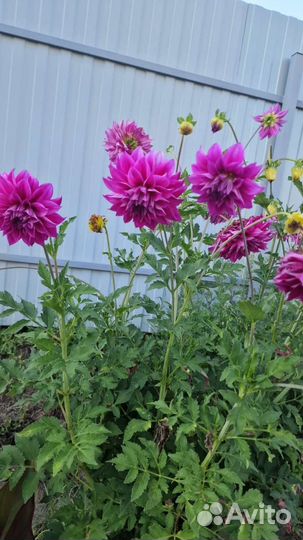 Цветы георгины