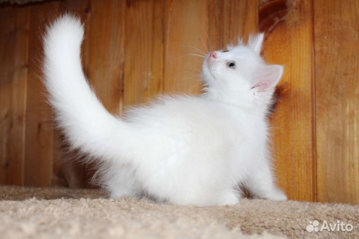 Сибирская котенок