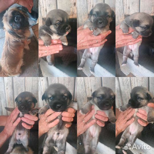 Щенки пекинеса