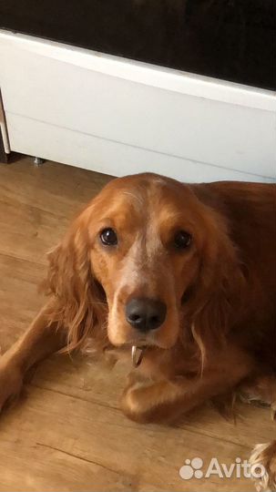 Английский кокер спаниель, кобель. Вязка